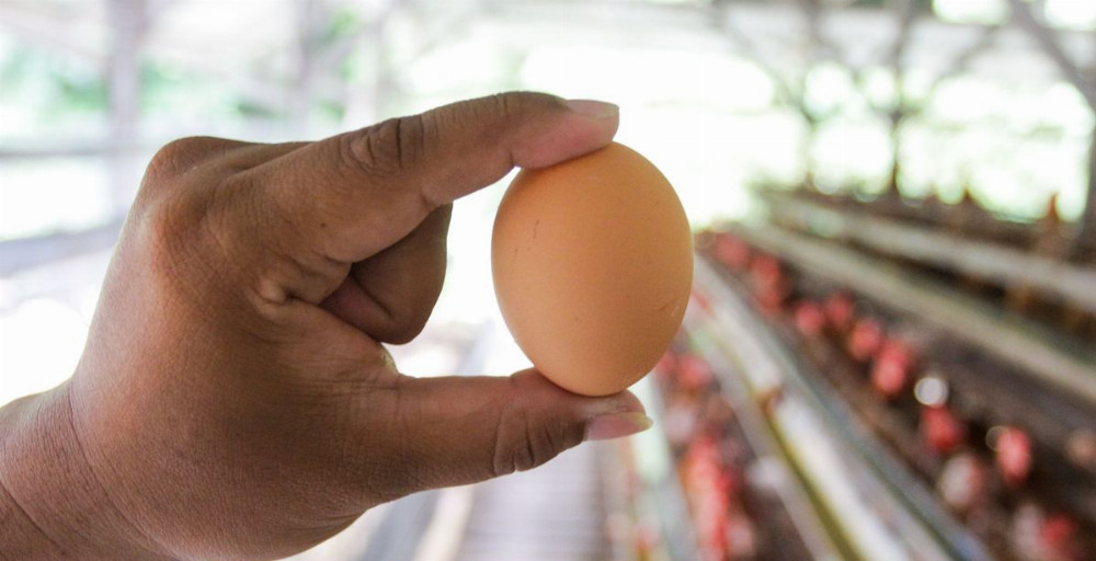 Kementan Dorong Tambah Telur di MBG Demi Stabil Harga