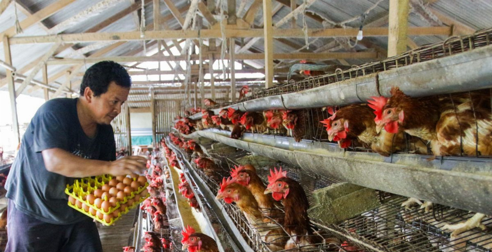 MBG Dorong Lonjakan Ayam Petelur di 2026