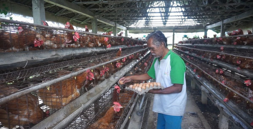 Harga Telur Peternak Anjlok, GOPAN Sebut Ada Middleman