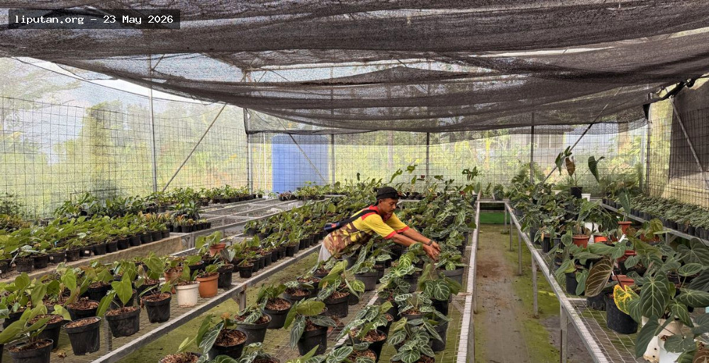 Desa Sukamantri Bogor Kembangkan Ekonomi dari Tanaman Hias