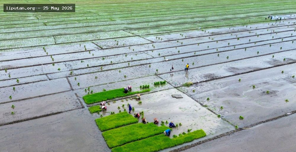 Pemerintah Yakin Swasembada Pangan Bisa Tercapai Meski Sawah Menyusut