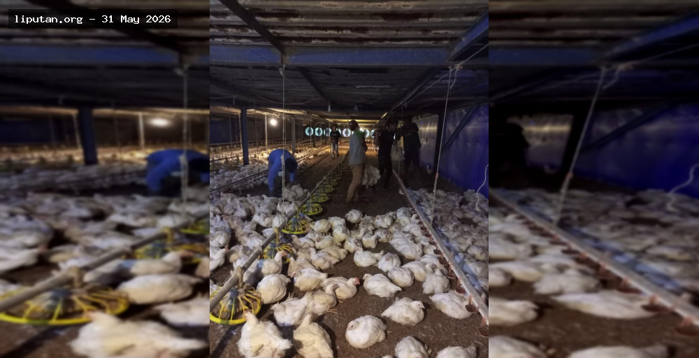 Harga Ayam Hidup Turun, Kementan Minta RPHU Tahan Harga